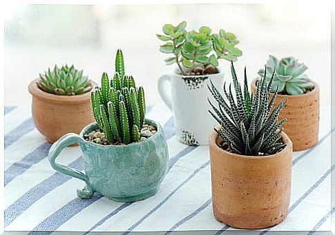 Cactus cups to reuse old kitchen utensils