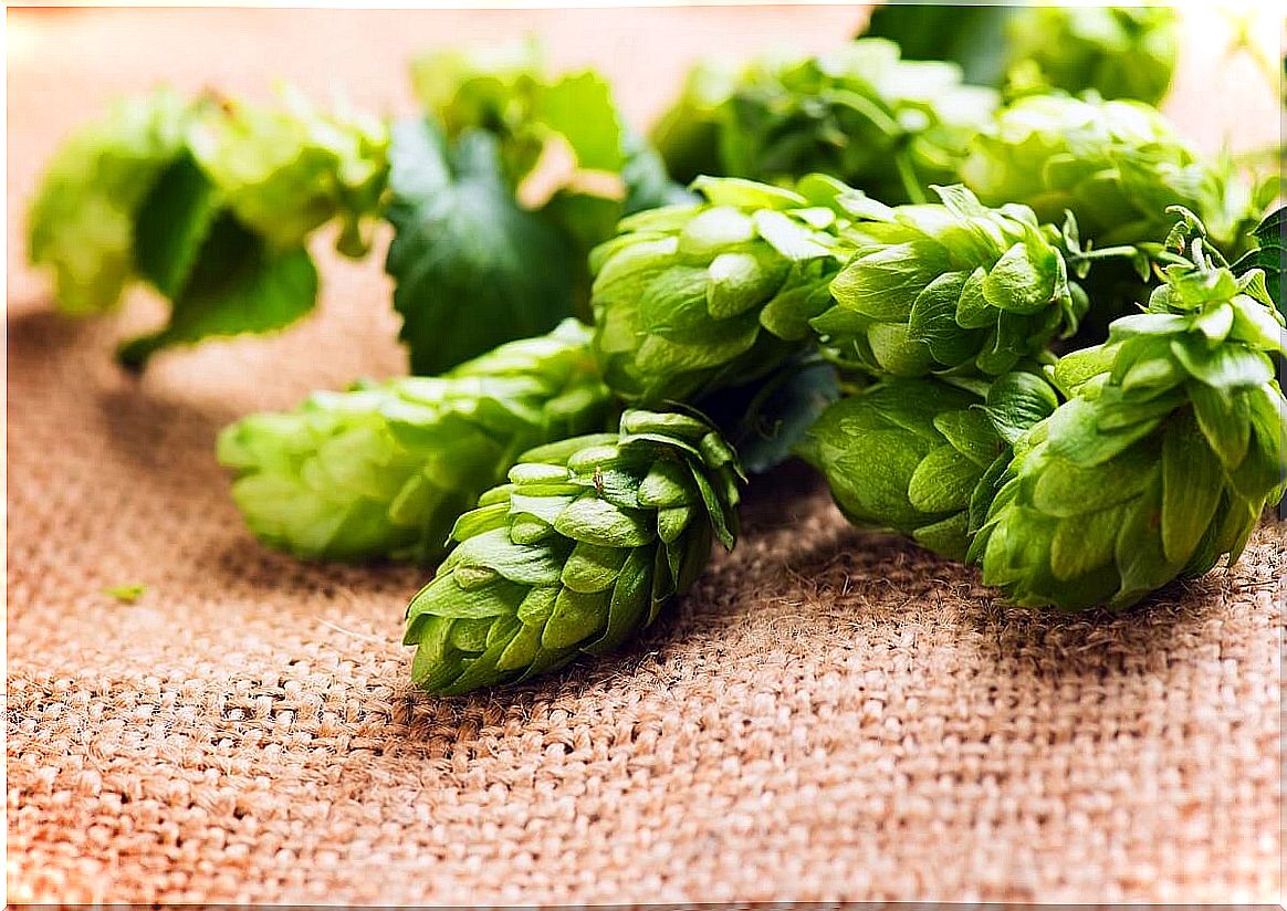 Hops and their properties