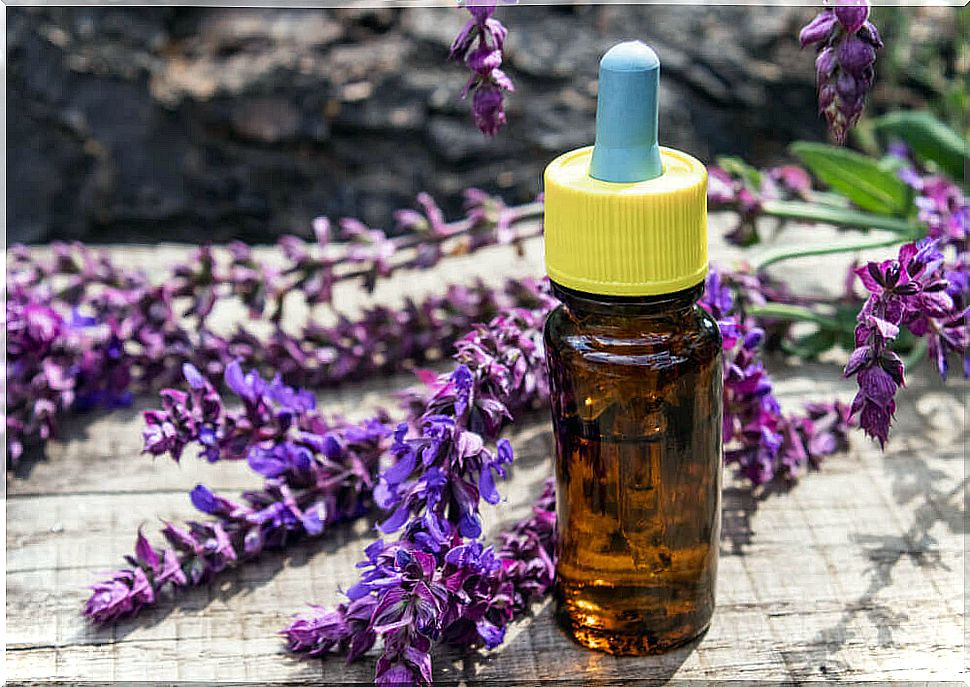 Lavender, in essential oil