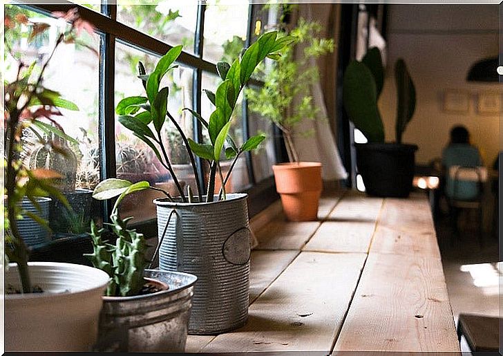 Plants that purify the air in your home