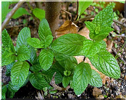 Consuming peppermint relieves menstrual cramps