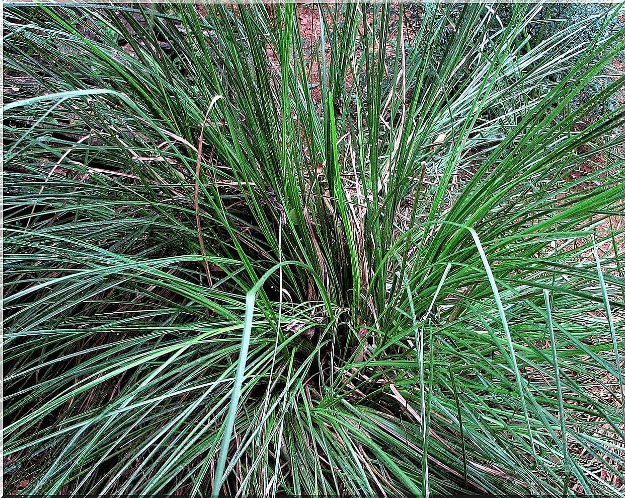 Vetiver essential oil: properties, uses and benefits